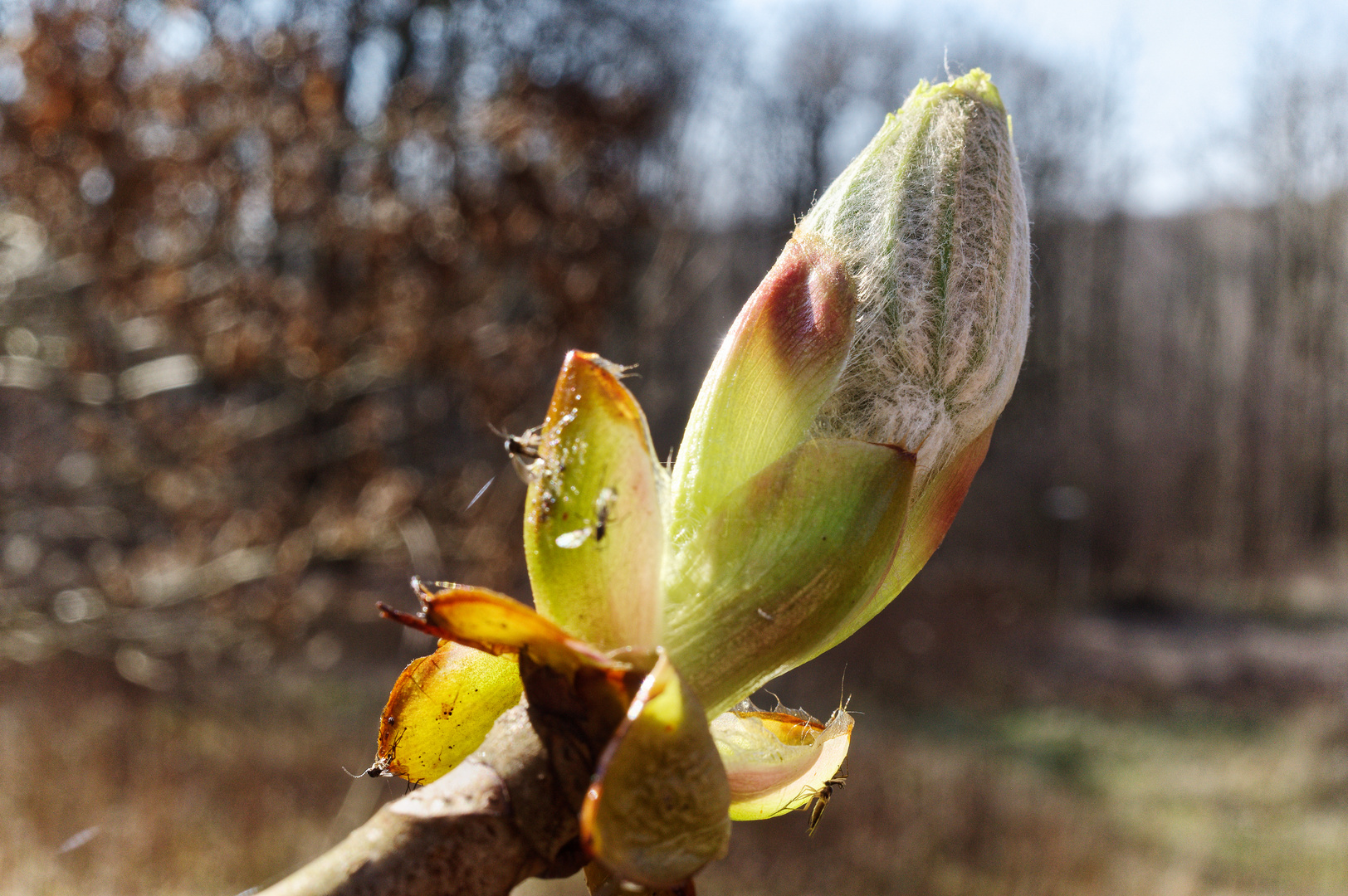 Details im Wald, hier: Kastanienknospe