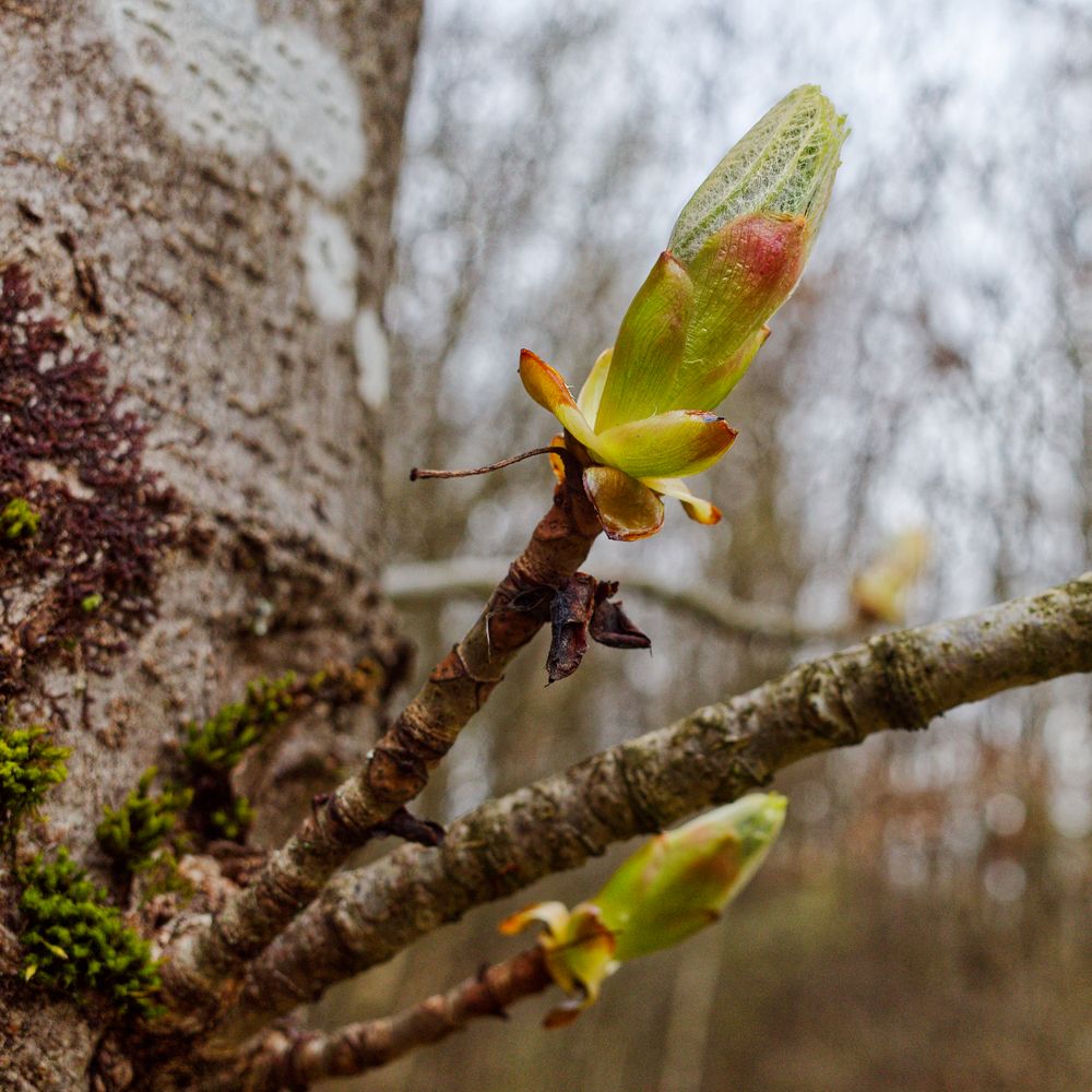 Details im Wald, hier: Kastanienknospen