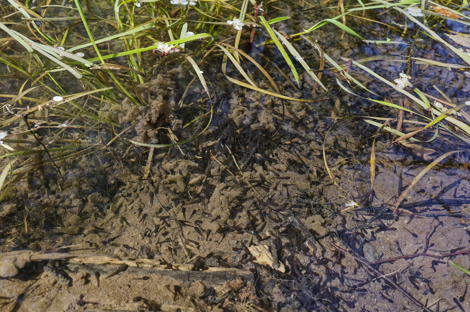 Details im Wald, hier: Kaulquappen im Waldteich