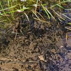 Details im Wald, hier: Kaulquappen im Waldteich