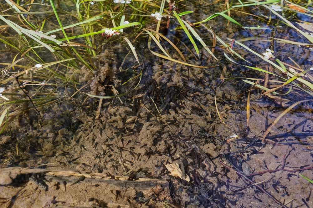 Details im Wald, hier: Kaulquappen im Waldteich