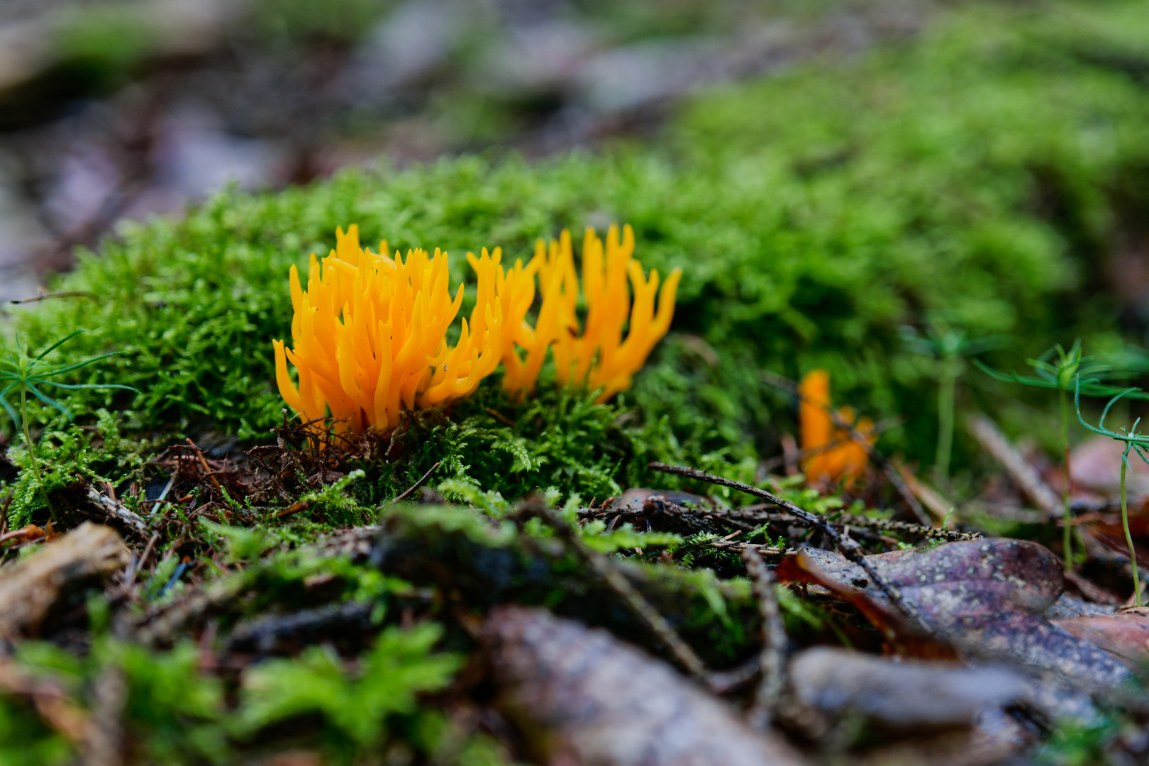 Details im Wald, hier: Klebriger Hörnling