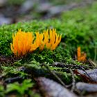 Details im Wald, hier: Klebriger Hörnling