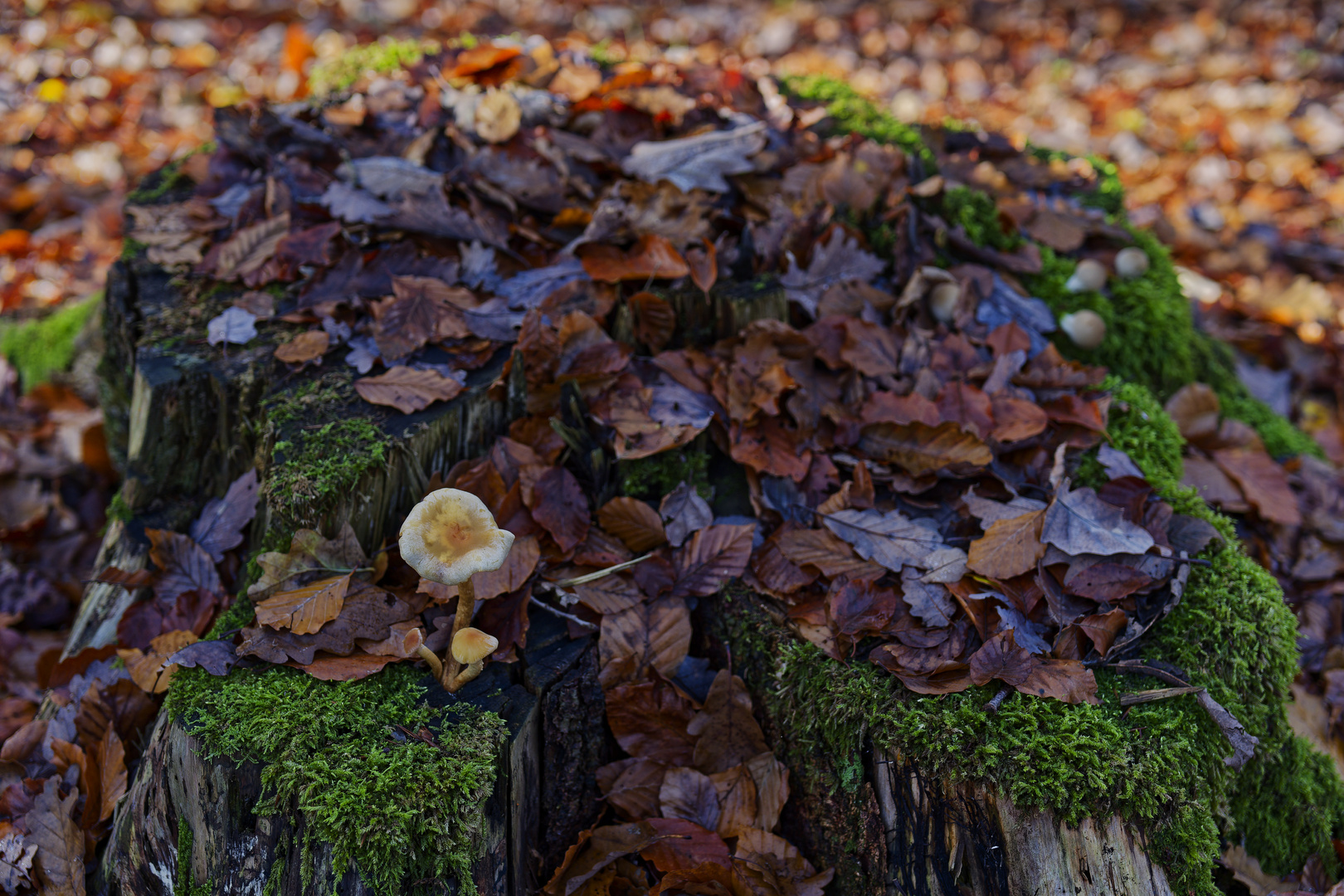 Details im Wald, hier: klein und unscheinbar