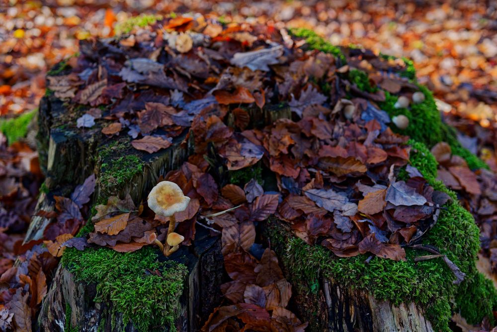 Details im Wald, hier: klein und unscheinbar