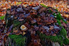 Details im Wald, hier: klein und unscheinbar