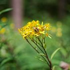 Details im Wald, hier: kleine Hummel auf gelbem Blütenstand