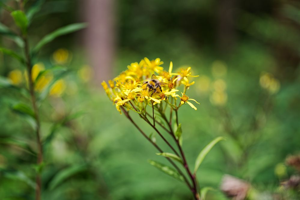 Details im Wald, hier: kleine Hummel auf gelbem Blütenstand