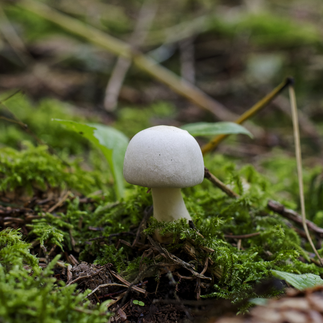 Details im Wald, hier: kleiner weißer Pilz im Moos