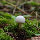 Details im Wald, hier: kleiner weißer Pilz im Moos