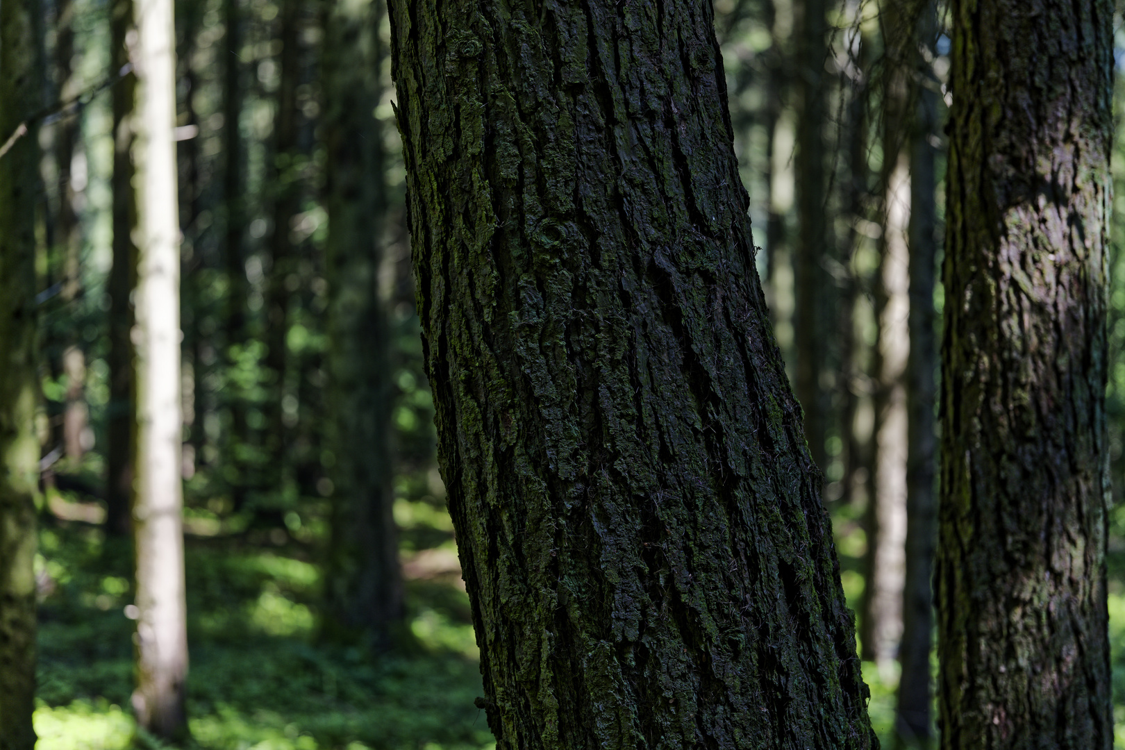 Details im Wald, hier: Lärchenrinde