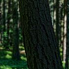 Details im Wald, hier: Lärchenrinde