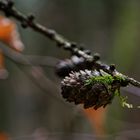 Details im Wald, hier: Lärchenzapfen