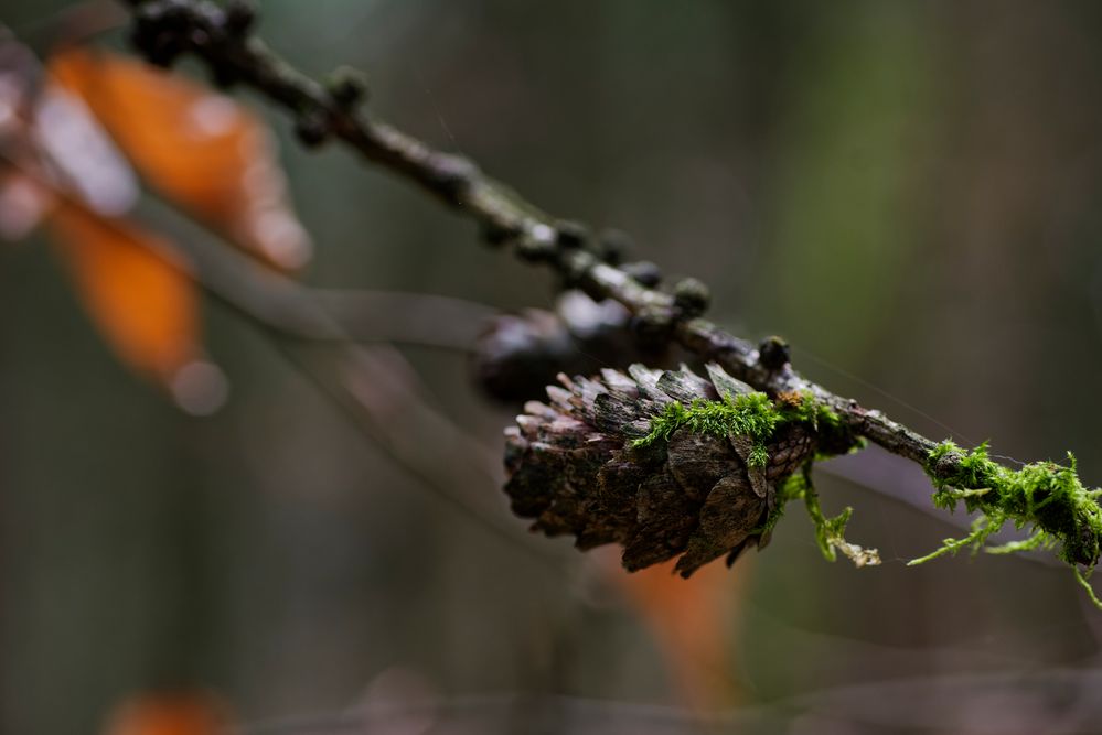 Details im Wald, hier: Lärchenzapfen