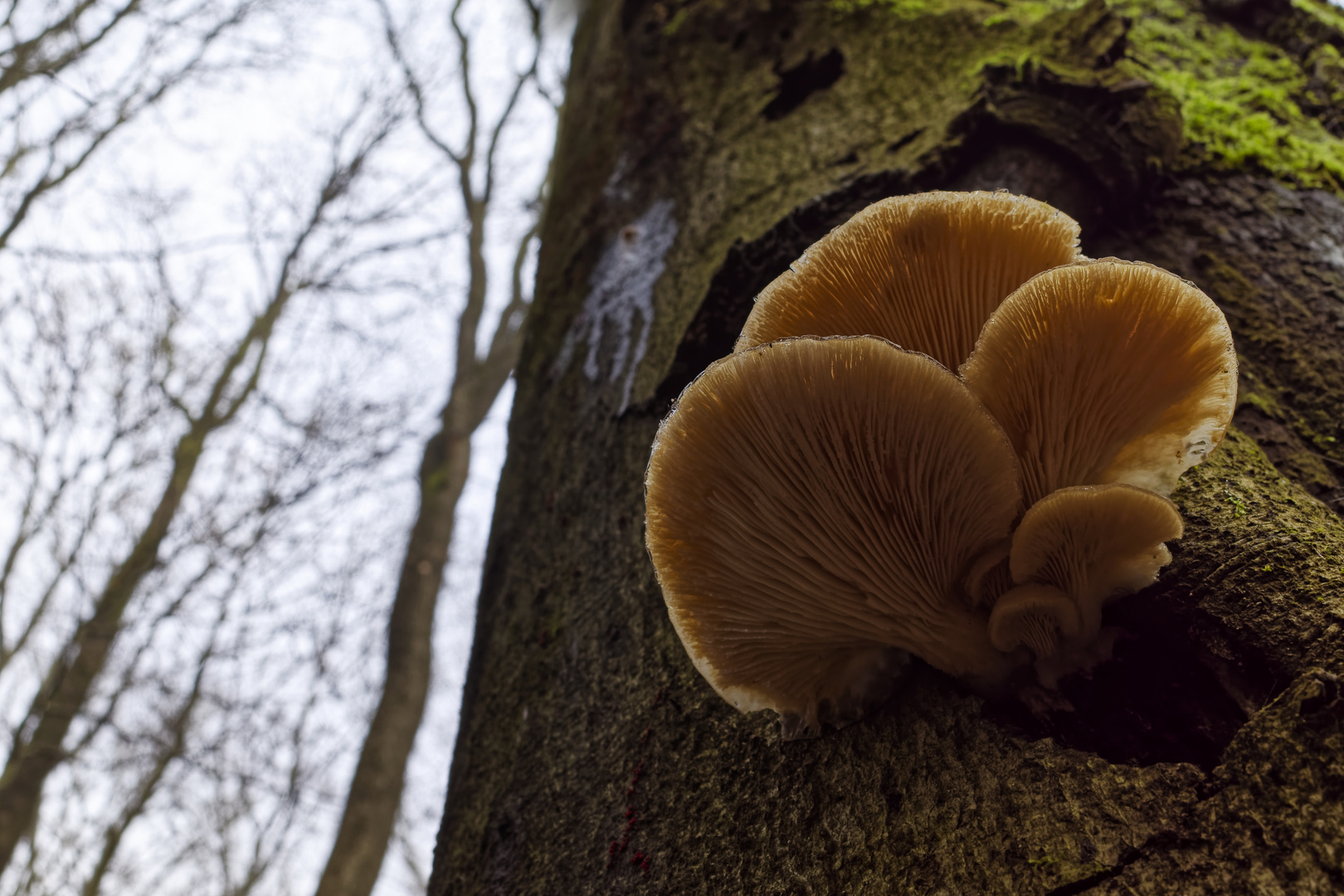 Details im Wald, hier: Lamellenpilze auf Buchenstamm