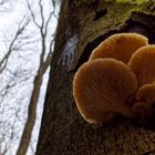 Details im Wald, hier: Lamellenpilze auf Buchenstamm