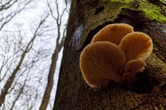 Details im Wald, hier: Lamellenpilze auf Buchenstamm