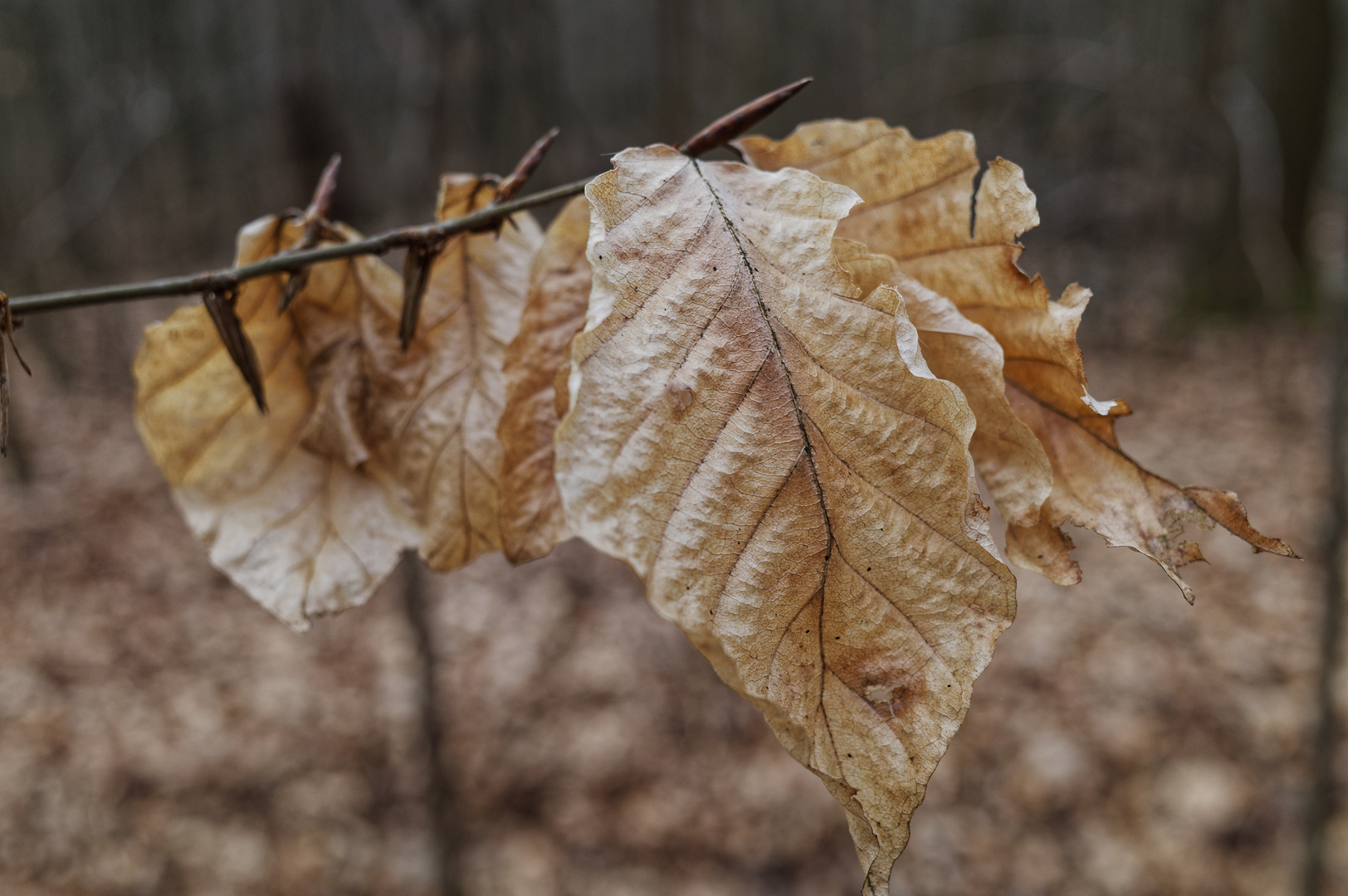 Details im Wald, hier: letzte Winterblätter