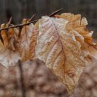 Details im Wald, hier: letzte Winterblätter