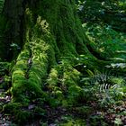 Details im Wald, hier: Lichtspiele auf den Buchenwurzeln