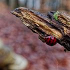 Details im Wald, hier: Marienkäfer 