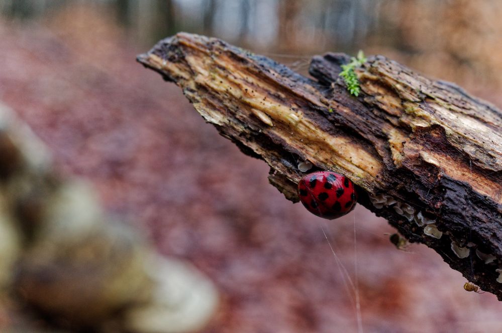 Details im Wald, hier: Marienkäfer 