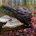 Details im Wald, hier: marmorierte Baumschwämme