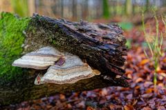 Details im Wald, hier: marmorierte Baumschwämme