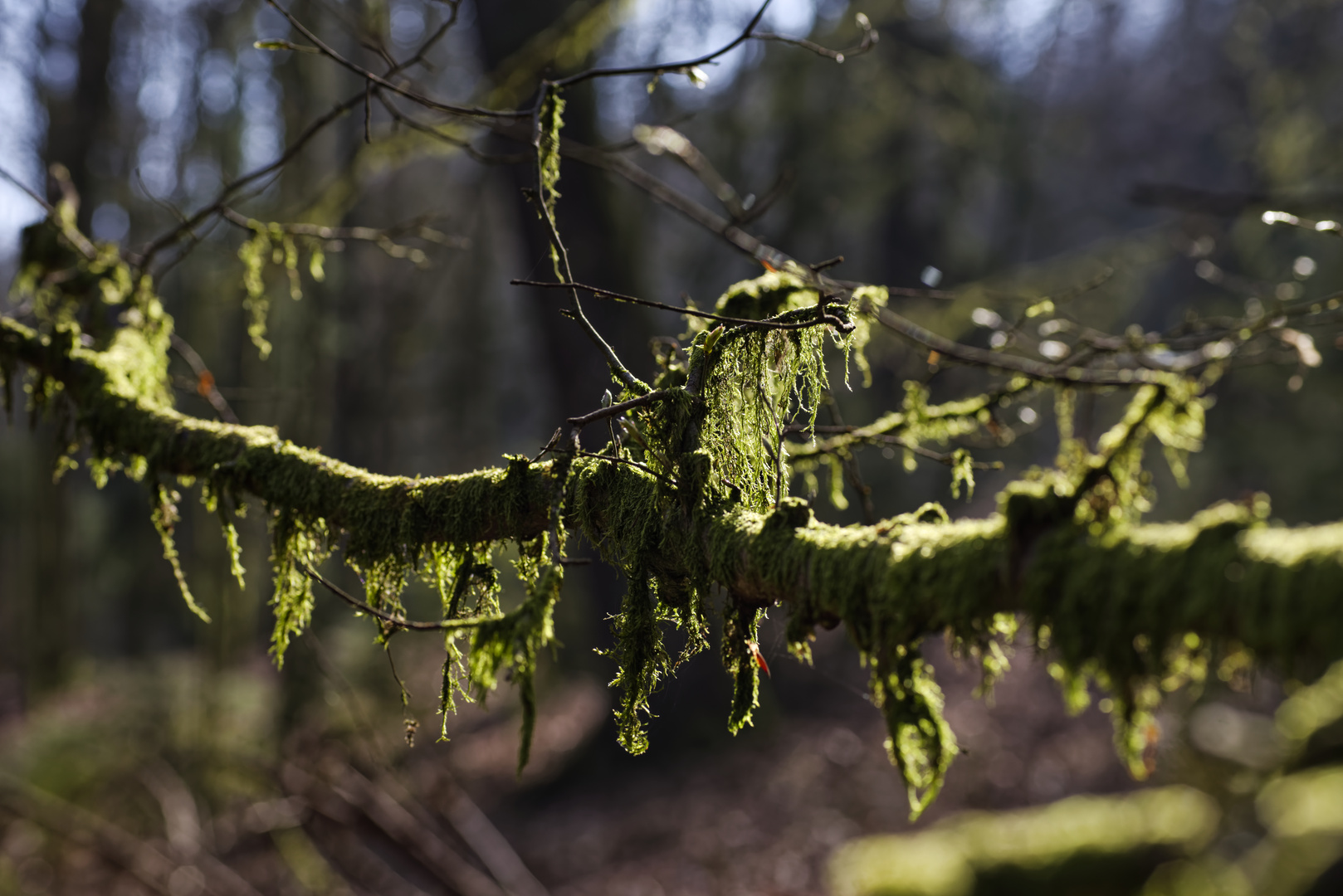 Details im Wald, hier: Moos auf den Ästen und Zweigen (2)