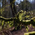 Details im Wald, hier: Moos auf den Ästen und Zweigen (2)