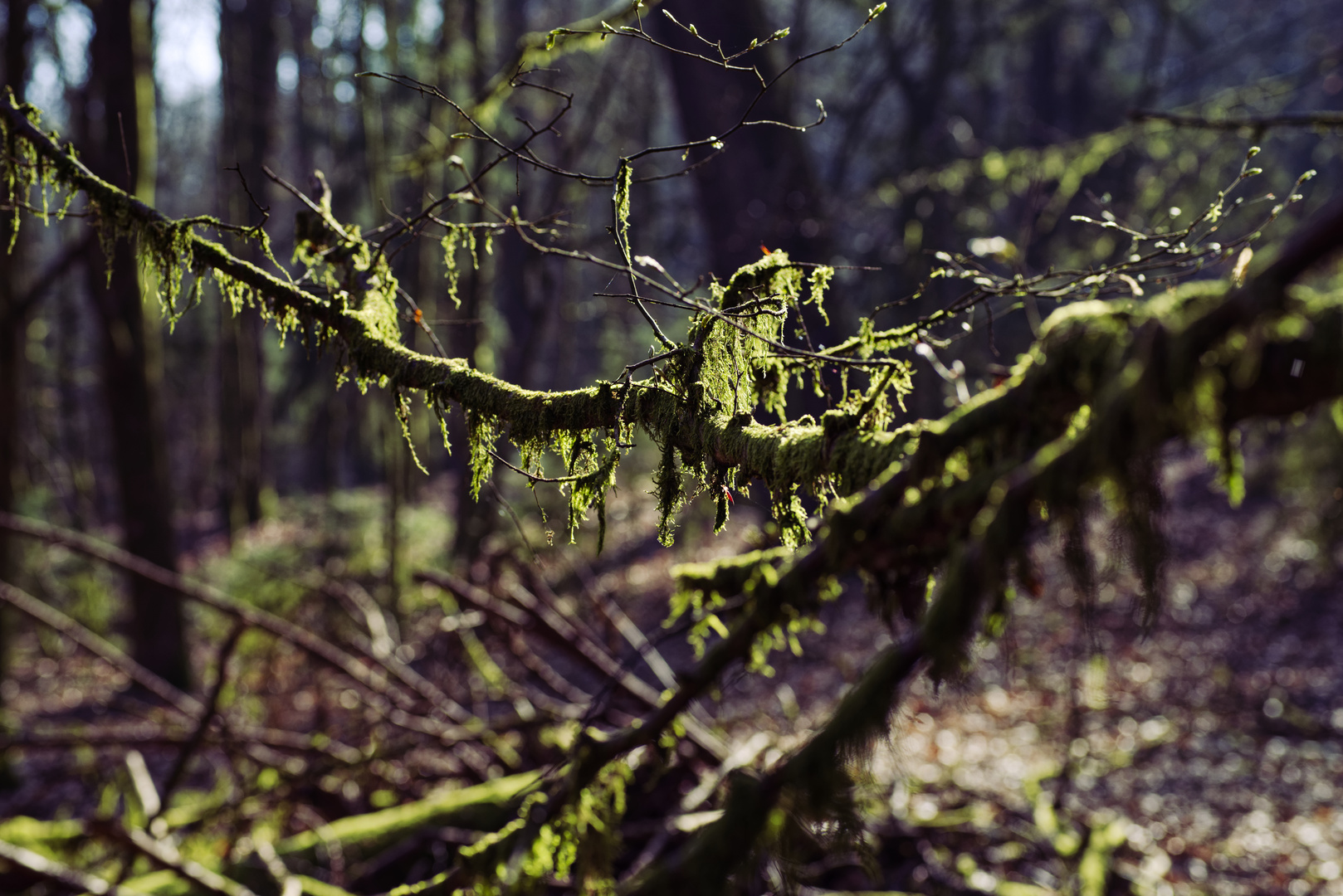 Details im Wald, hier: Moos auf den Ästen und Zweigen (3)