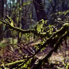 Details im Wald, hier: Moos auf den Ästen und Zweigen (3)