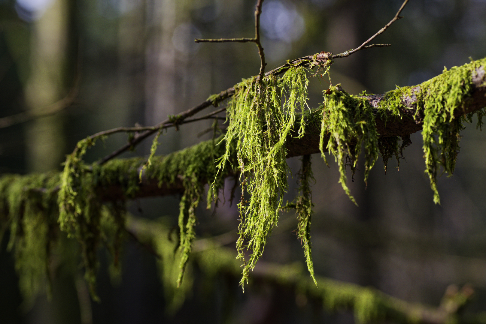 Details im Wald, hier: Moos auf den Ästen und Zweigen