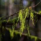 Details im Wald, hier: Moos auf den Ästen und Zweigen