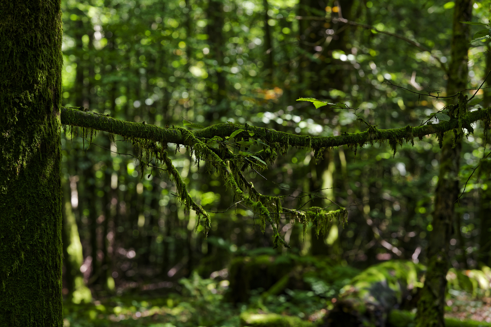 Details im Wald, hier: Moos auf den Zweigen