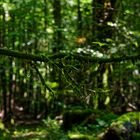 Details im Wald, hier: Moos auf den Zweigen