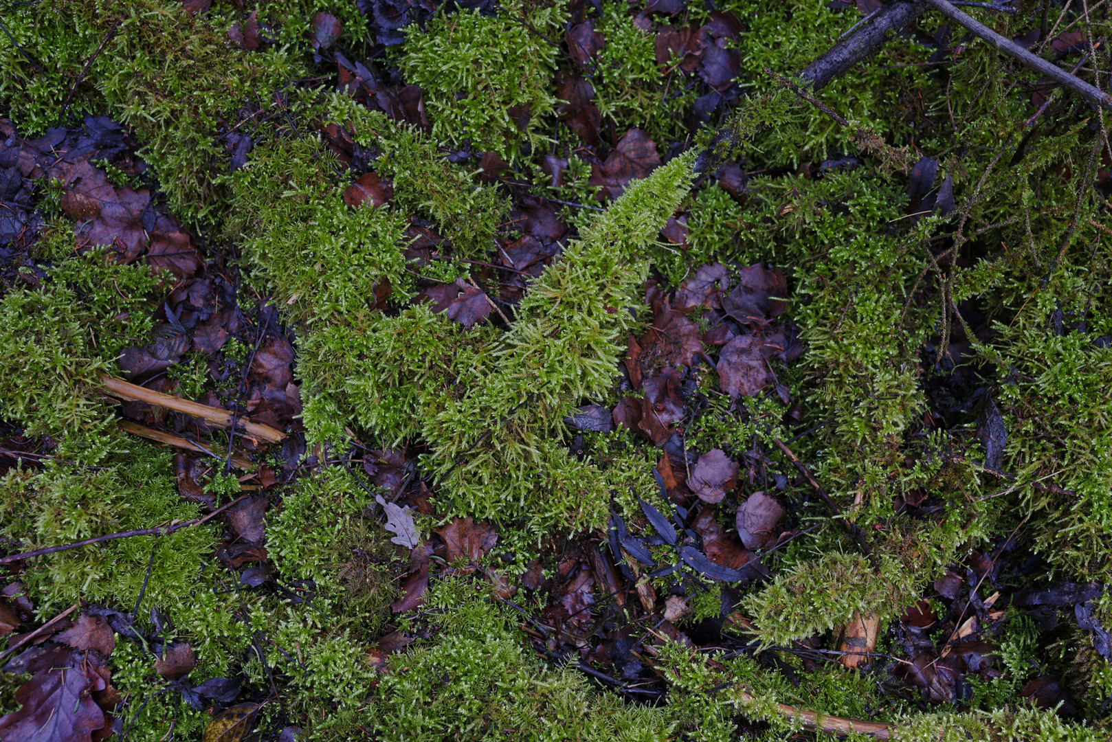 Details im Wald, hier: Moosmuster auf dem Waldboden