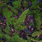 Details im Wald, hier: Moosmuster auf dem Waldboden