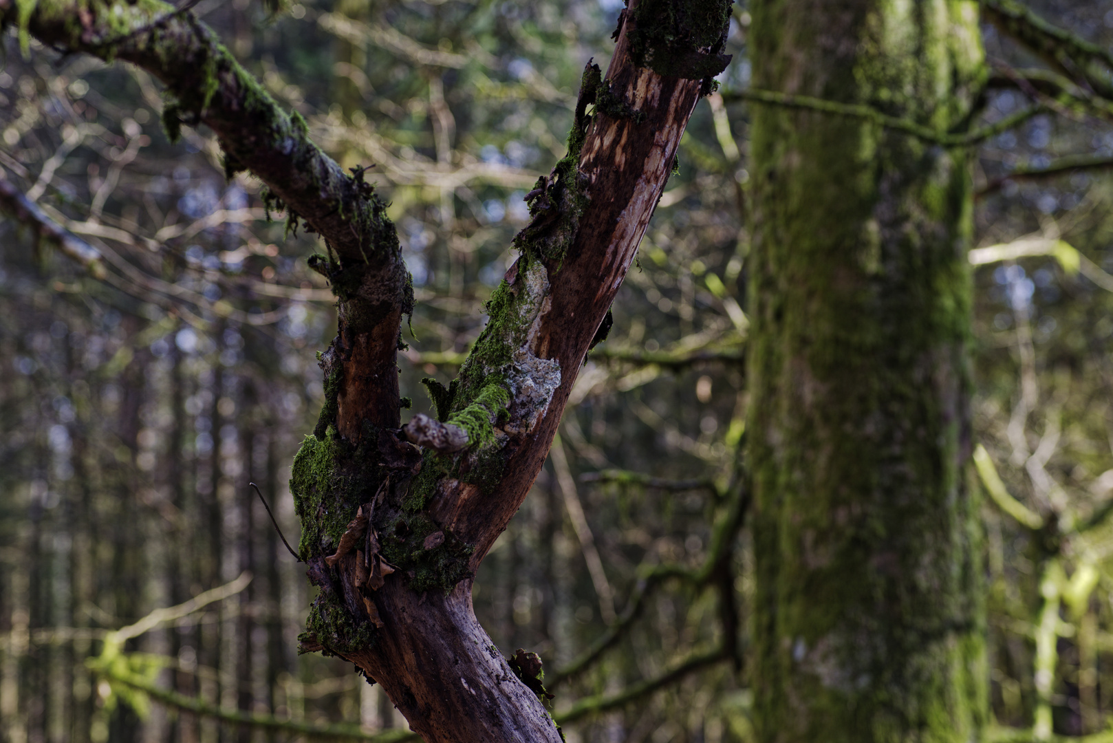 Details im Wald, hier: morscher Ast