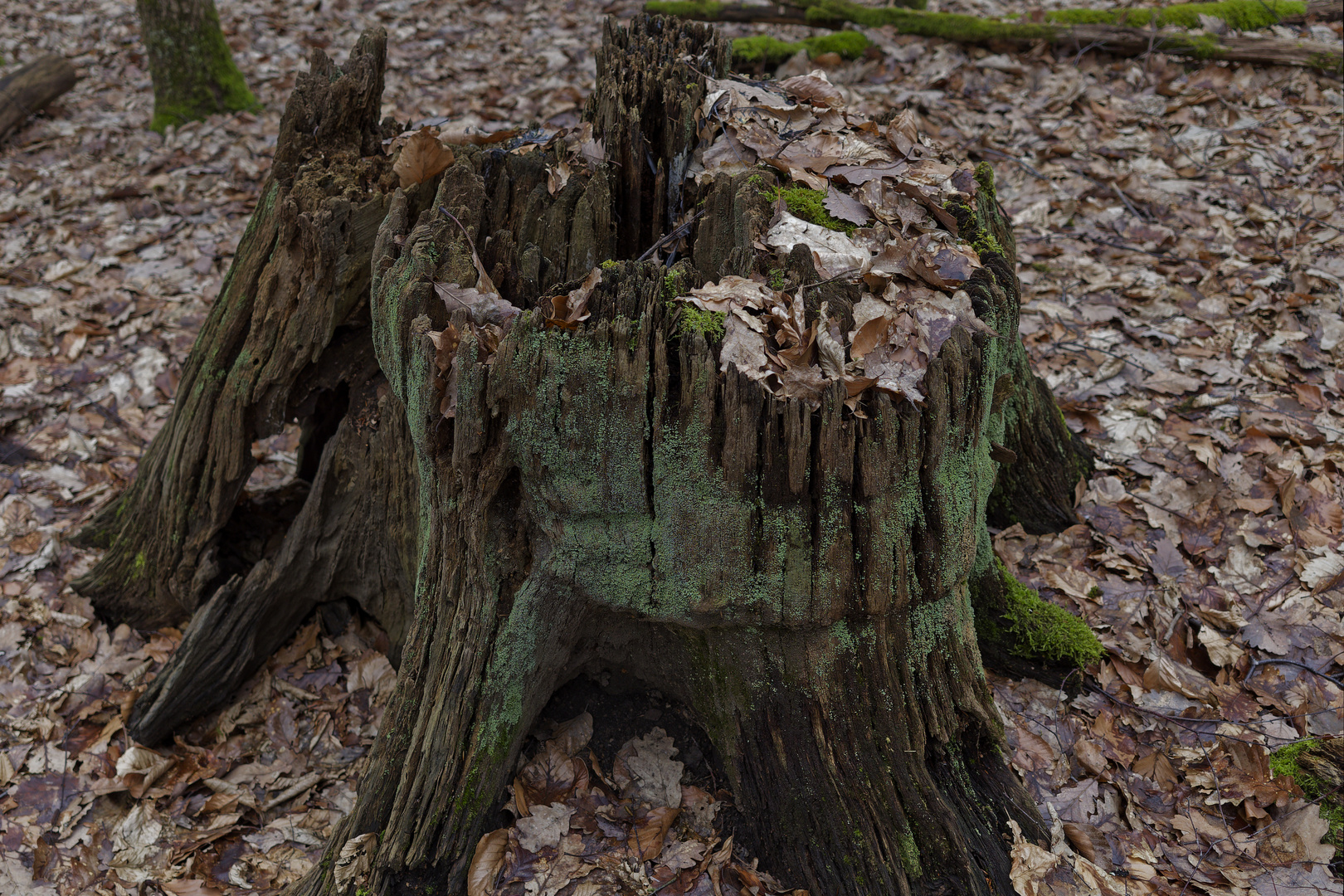 Details im Wald, hier: morscher Baumstumpf mit Flechten