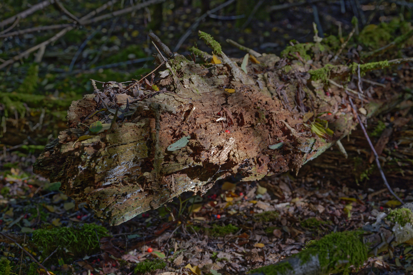 Details im Wald, hier: morscher Fichtenstamm 