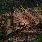 Details im Wald, hier: morscher Fichtenstamm 