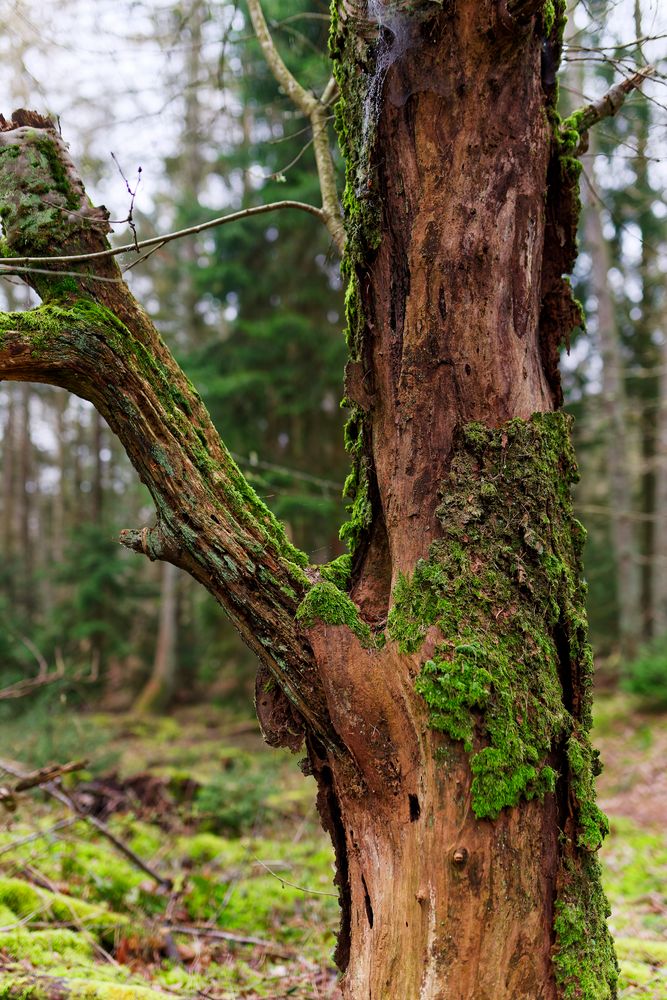 Details im Wald, hier: morscher Kirschbaumstamm