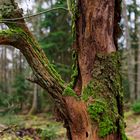 Details im Wald, hier: morscher Kirschbaumstamm