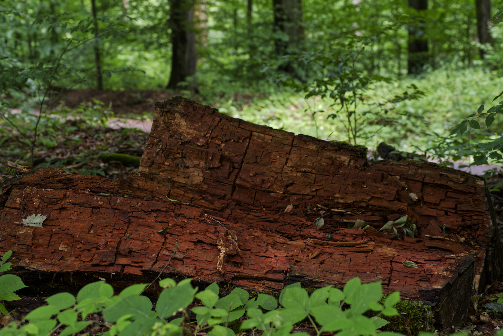 Details im Wald, hier: morsches Buchenstammstück