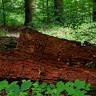 Details im Wald, hier: morsches Buchenstammstück