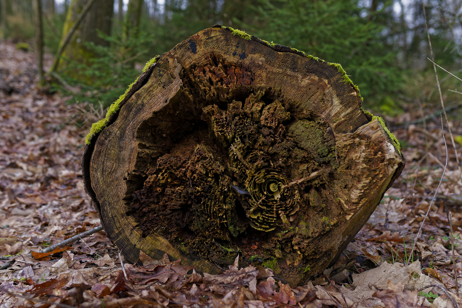 Details im Wald, hier: morsches Herz