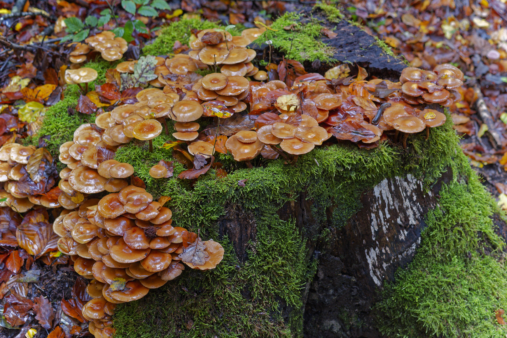 Details im Wald, hier: nasse Hüte