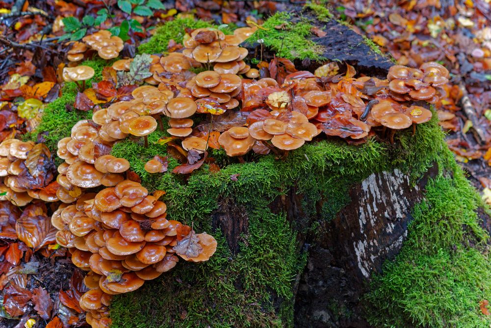 Details im Wald, hier: nasse Hüte