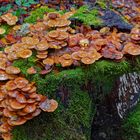 Details im Wald, hier: nasse Hüte